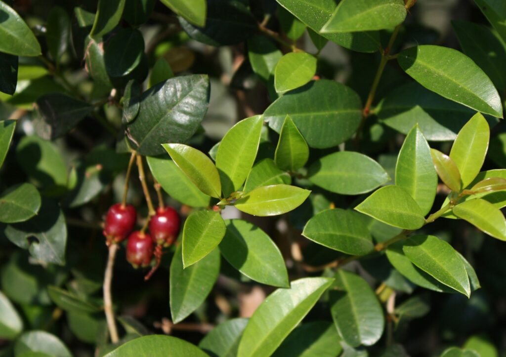 Eugenia myrtifolia