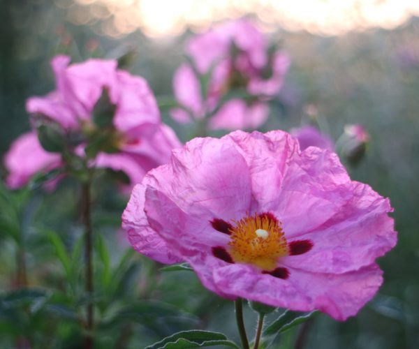 Cistus x purpureus