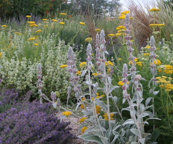 Stachys byzantina - Nepeta racemosa - Achillea filupendulina