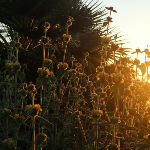 Phlomis 'Le Chat'