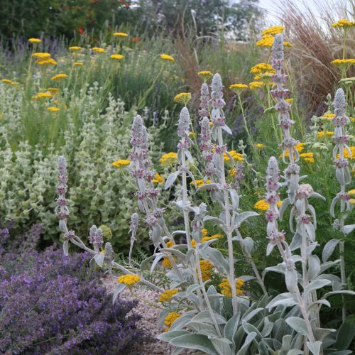 Stachys byzantina