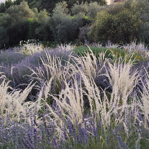 Stipa ichu