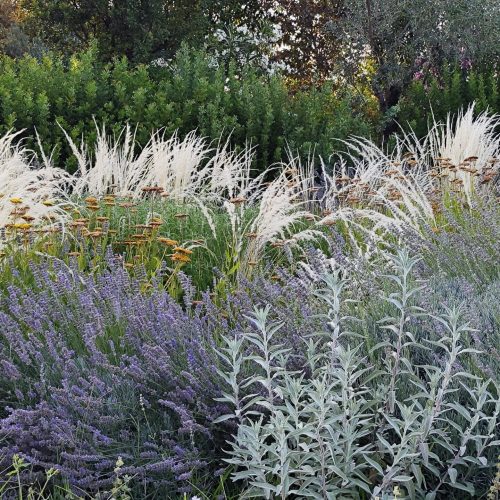 Salvia 'Vicki Romo'