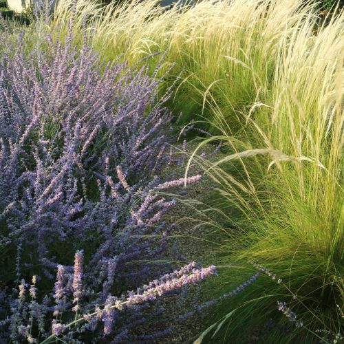 Stipa ichu